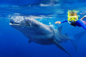 Whale Shark Season Cancun 768x510