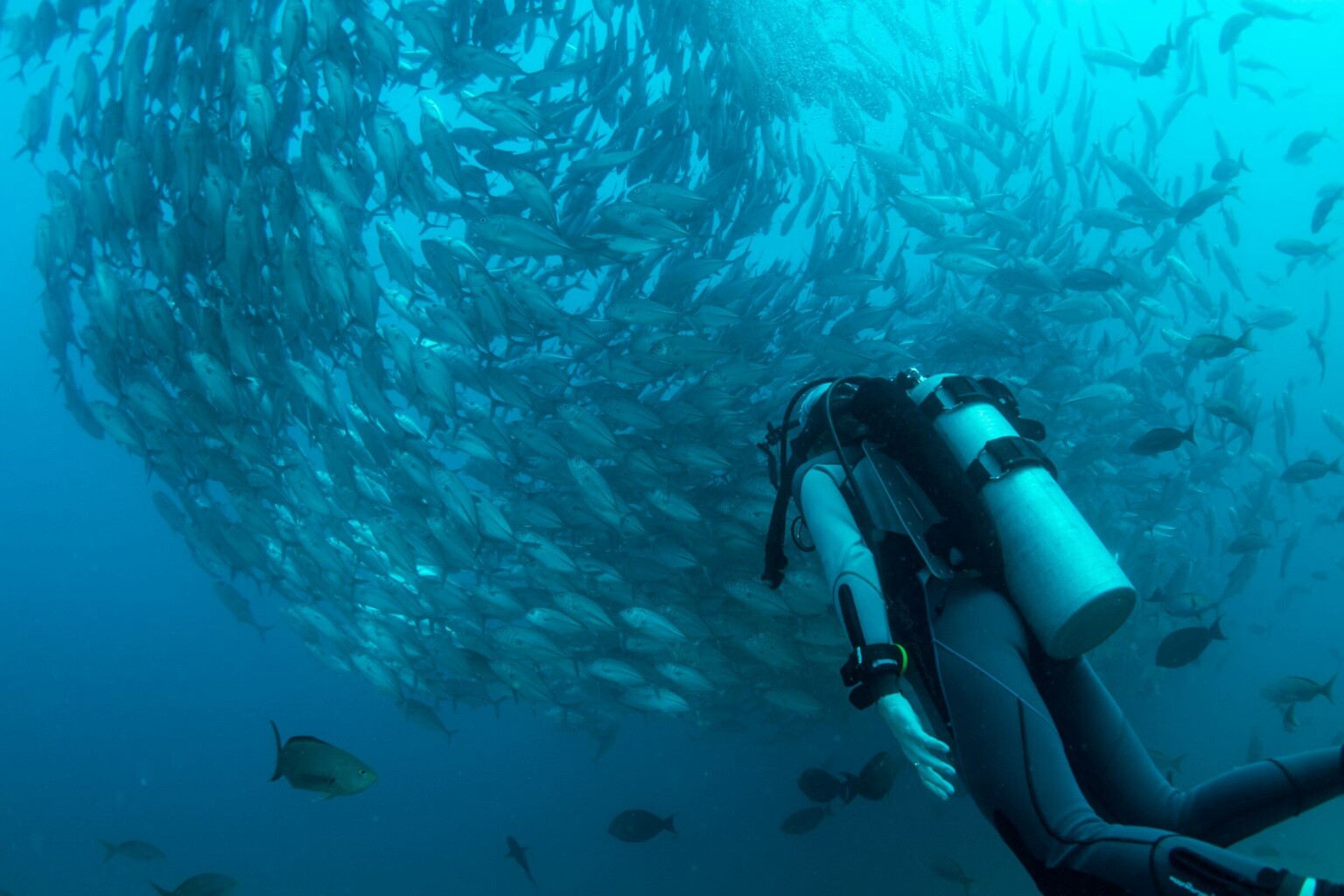 A scuba diver beside a school of fish