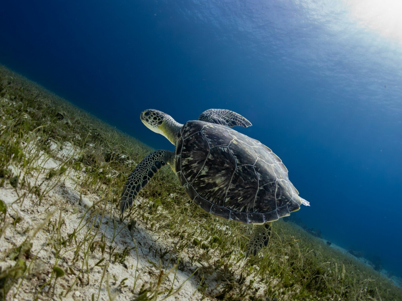 A green sea turtle swimming over seagrass