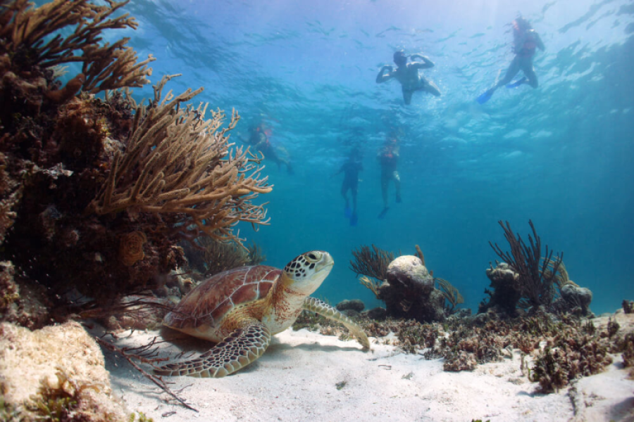 Swim with Akumal Turtles During a Mexico Getaway